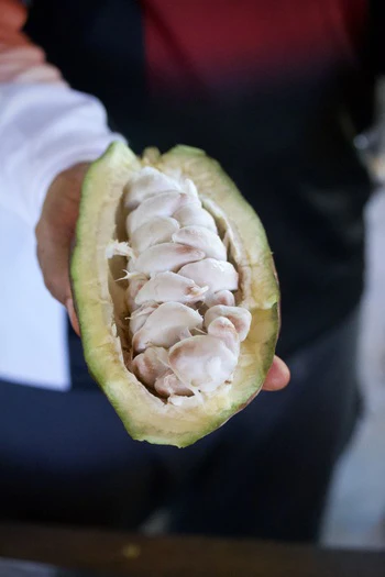 Tasting the cacao fruit