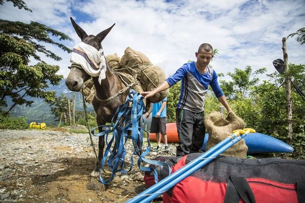 Mules carrying equipment to reach the rio verde