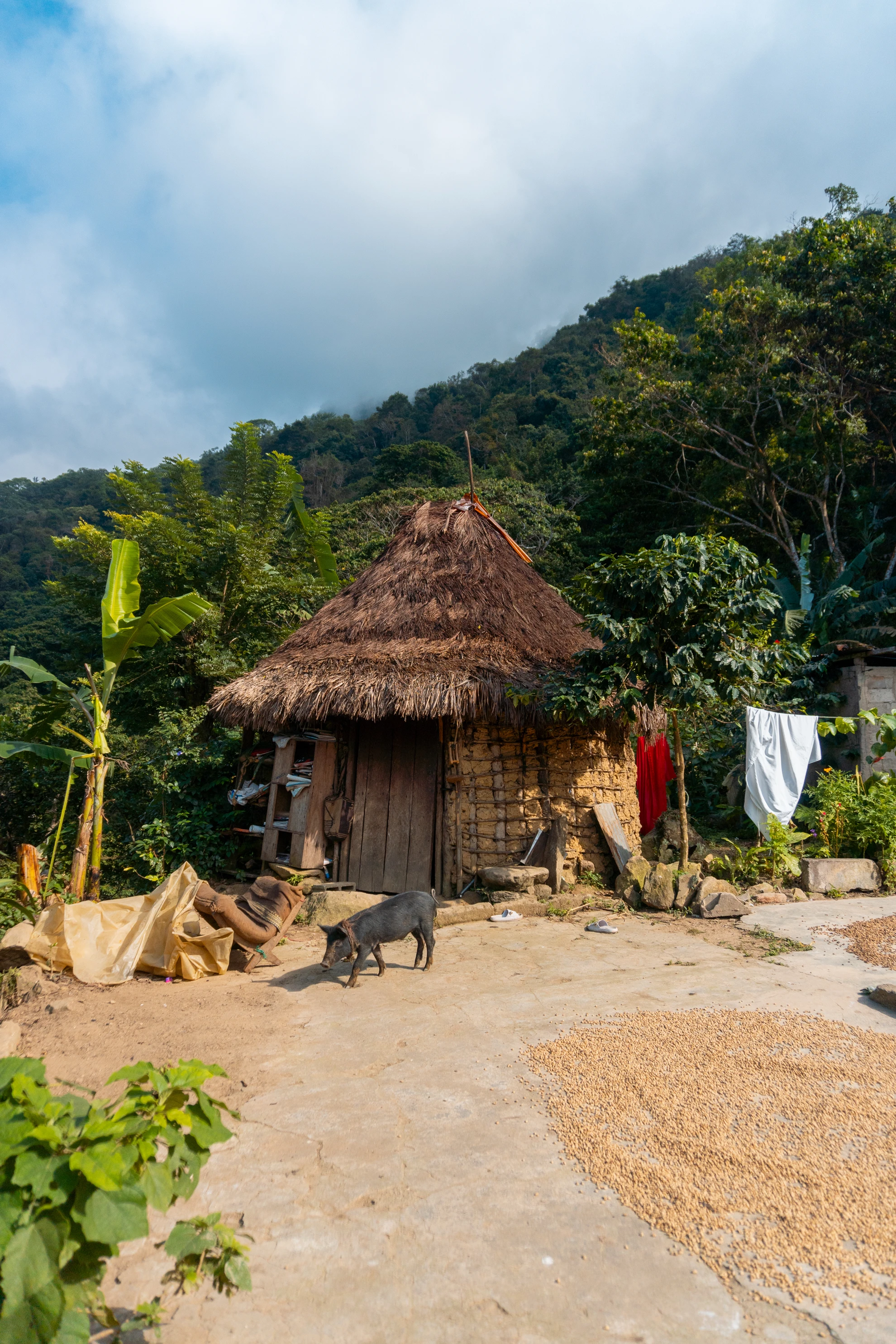 Traditional Kogui home in the Sierra Nevada de Santa Marta.