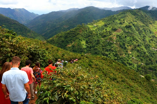 group hiking in the coffee cultures