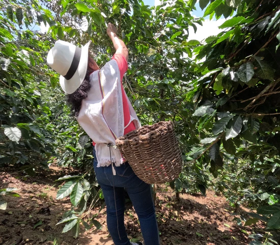Woman harvesting coffee