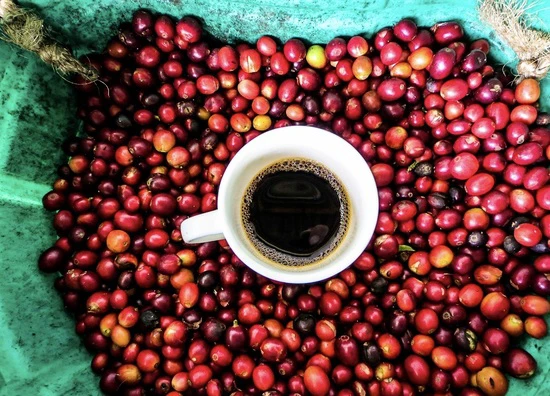 coffee cup in coffee beans