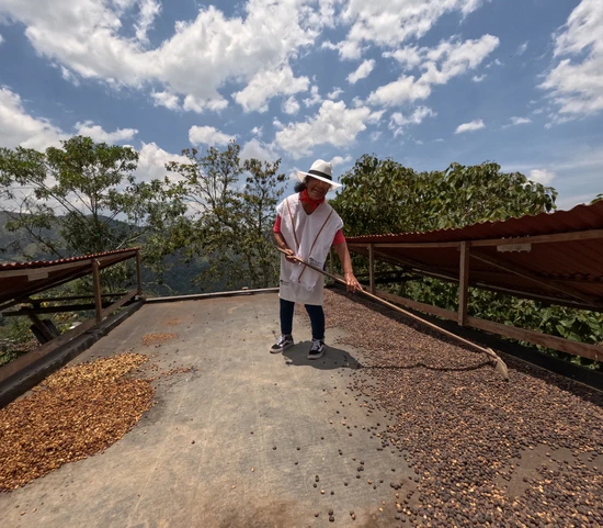 woman moving the drying coffee beans in the sun