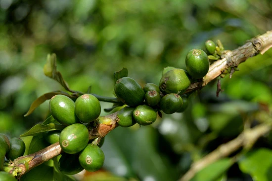 coffee beans in the form of the fruit still unripe on the tree