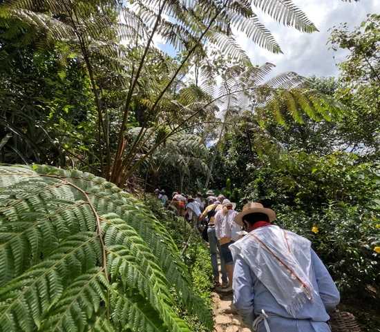 Hike in the coffee fields