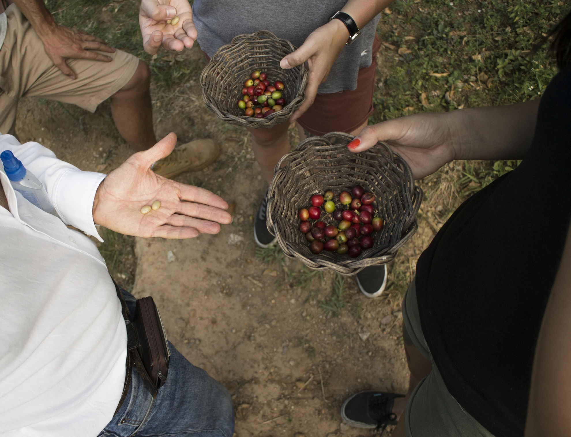 Coffee Farm Experience